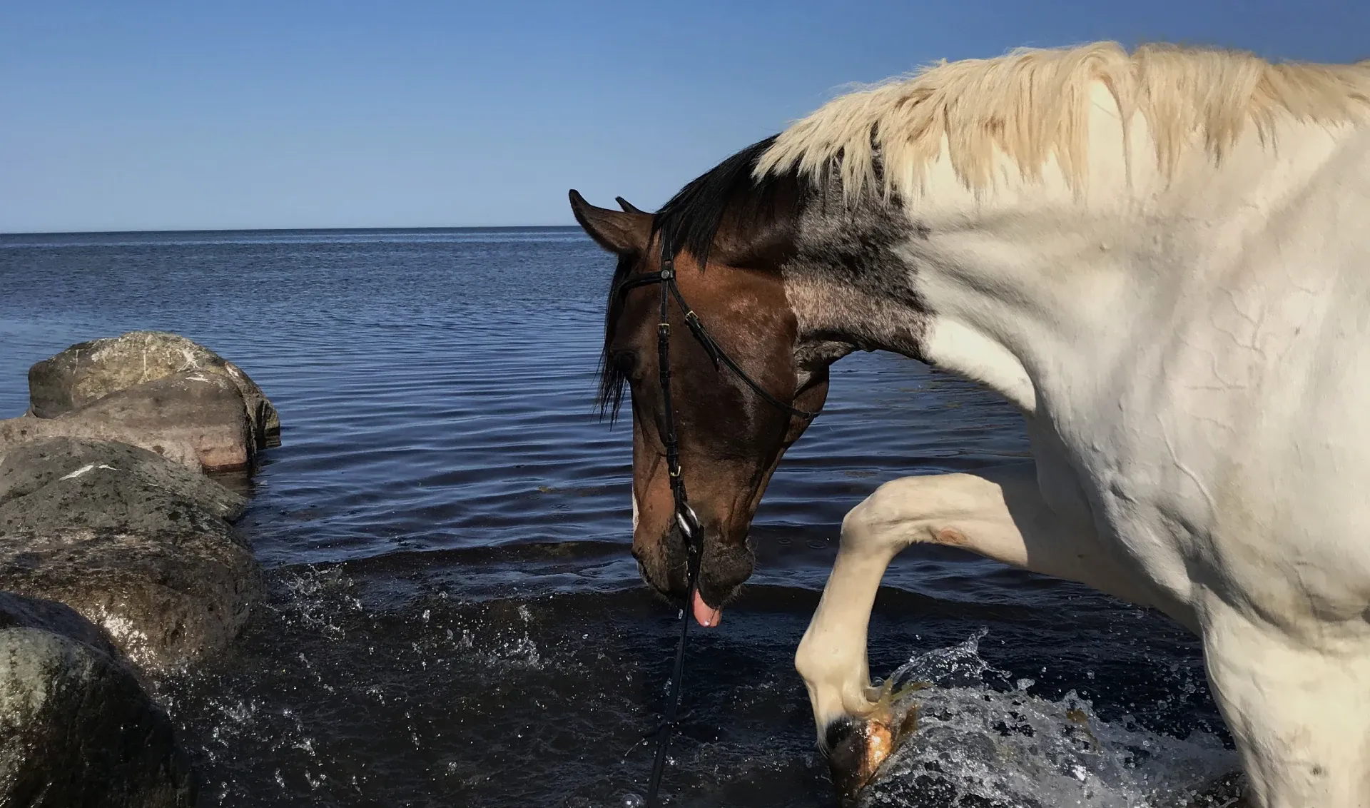 Häst som badar vid stenstranden på Öland en klar sommardag