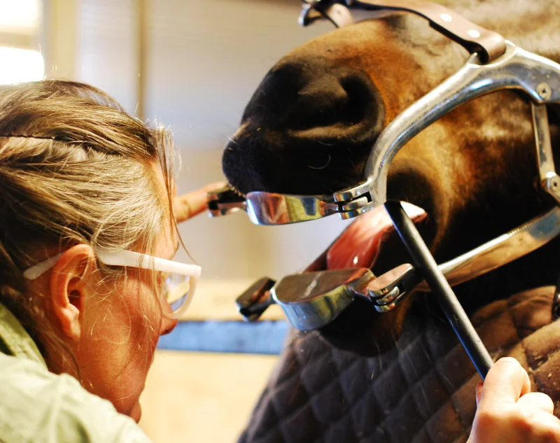 Veterinär undersöker en hästs munhåla med munstege på kliniken